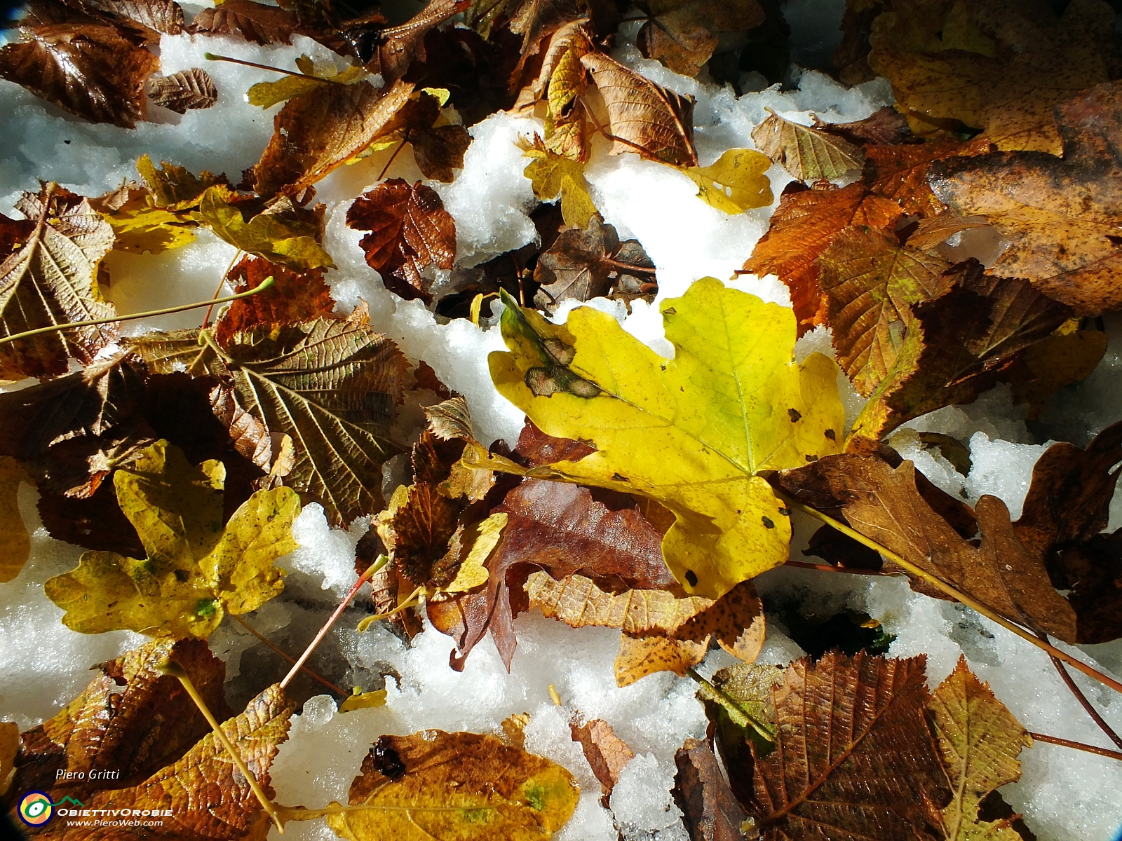 10 neve d'ottobre tra le foglie....JPG